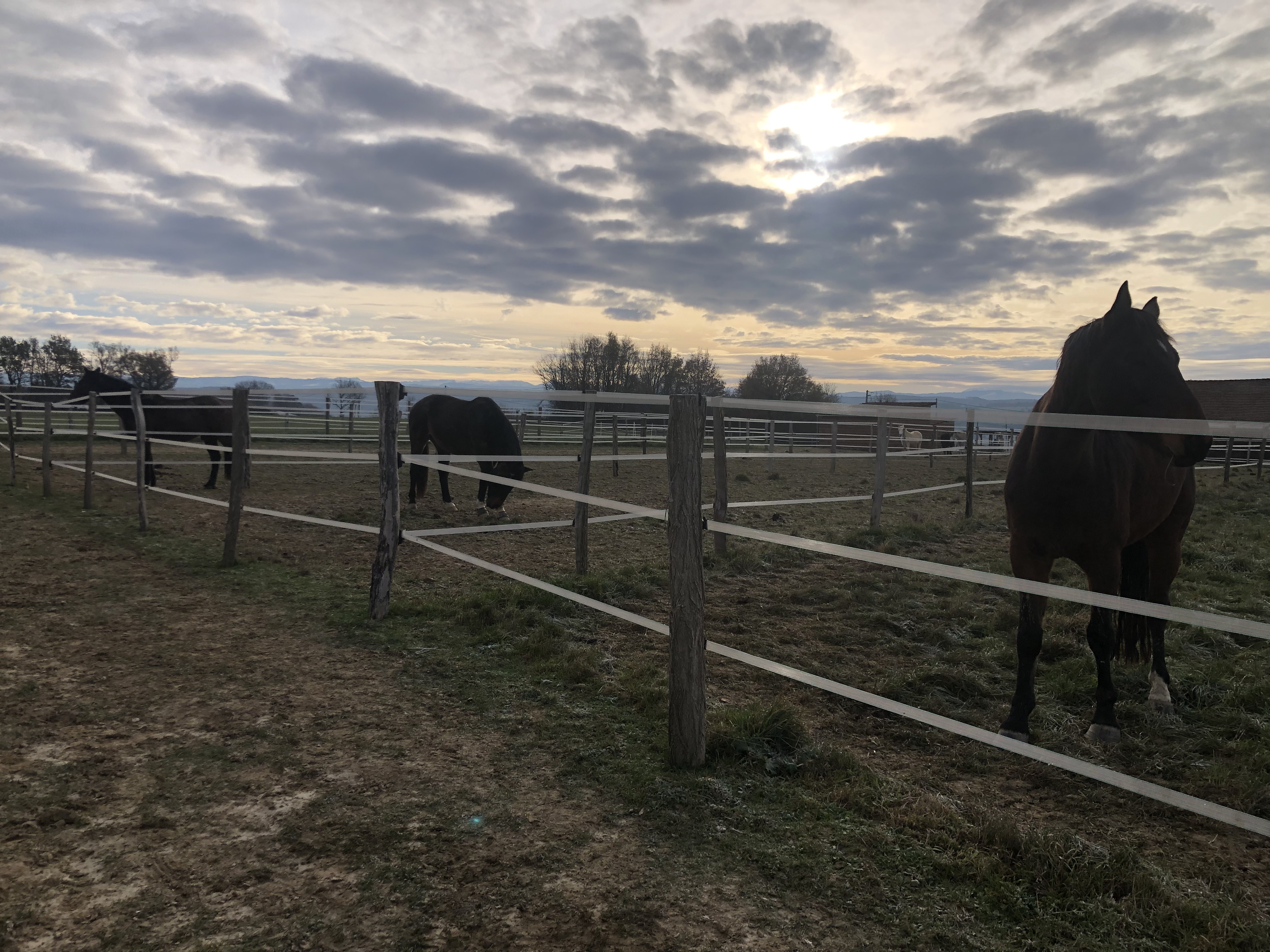 congénères a proximité